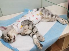 -纳吉亚猫专科动物医院博雅分院