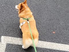 -宠颐生斯嘉宠物医院·急重症·心内科(谷阳北路分院)