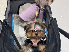 -帕帕拉兹宠物(亚洲旗舰店)