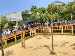 -西霞口神雕山野生动物世界