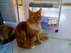 -糯米喵星人·撸猫猫舍咖啡馆(西市场嘉华店)