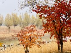 -野鸭湖国家湿地公园