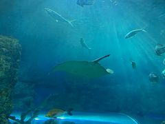 -芜湖新华联大白鲸海洋公园