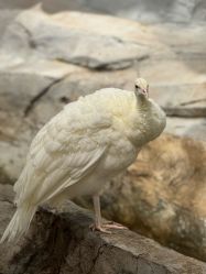 -Zoolung Zoolung动物主题公园(海信广场店)