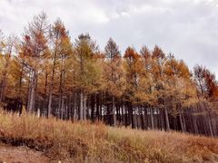 -塞罕坝国家级自然保护区