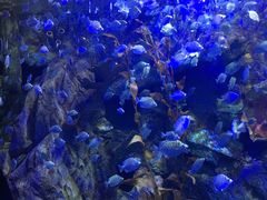 -太平洋海底世界