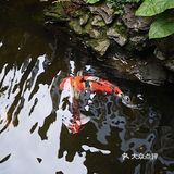 广州｜廣州經典老字號茶樓——北園