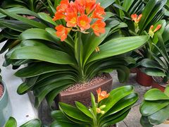 -朝来春花卉市场