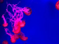 -芜湖新华联大白鲸海洋公园