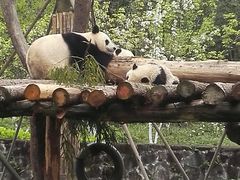 -都江堰中华大熊猫苑