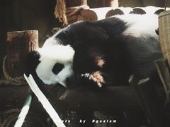 -泉州海丝野生动物世界