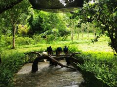 -莫里热带雨林景区