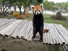 -泉州海丝野生动物世界