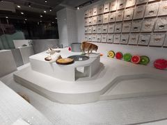 -柴务处·柴犬主题狗咖