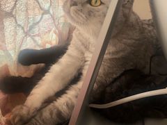 -纳吉亚猫专科动物医院·北北分院