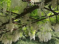 -嘉定紫藤园