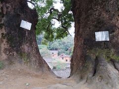 -杨家堂村