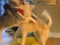 -Husky Go! 哈士奇体验馆·宠物咖啡厅狗咖