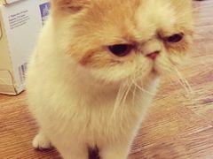 -猫色咖啡·猫咖