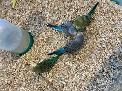 -怪兽屋·羊驼·猫咖·狗咖(俊华广场店)