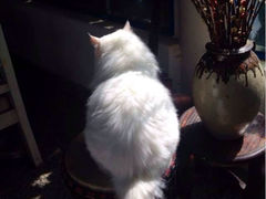 Anne猫窝咖啡屋-Anne猫窝咖啡屋