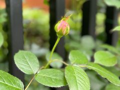 -上海市平和双语学校