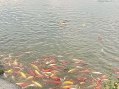 -池杉湖湿地公园