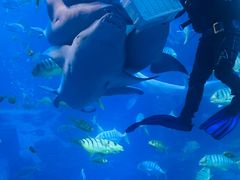 -太平洋海底世界