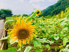 -贵阳市花溪国家城市湿地公园