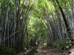 -火炉山森林公园
