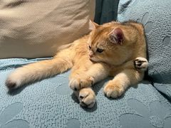 -四月宠物医院·猫专科·心脏专科·内科(转塘店)