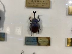 -上海昆虫博物馆