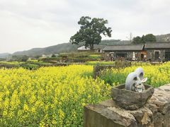 -桑洲油菜花景区