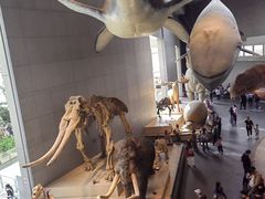 -Behring World of Animals(上海自然博物馆店)