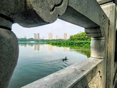 -莲花池公园