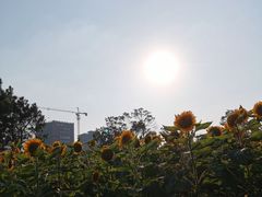 -瑶湖郊野森林公园