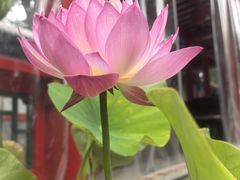 -中卫御苑福膳·养生局(圆明园店)