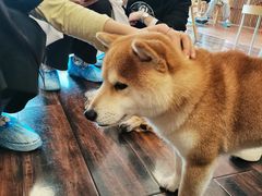 -豆柴町-柴犬主题狗咖(红鼎国际C座店)