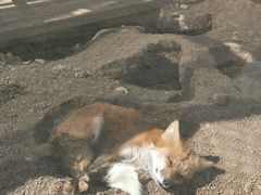 -大青山野生动物园