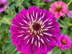 -花开海上生态园