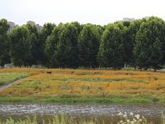 -洋湖国家湿地公园