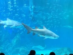 -海合安成都极地海洋公园