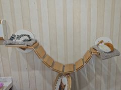 -宠爱国际动物医院·疑难骨科·心肾内科·皮肤科(太阳宫店)