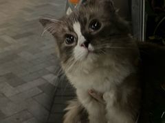 -艾贝尔宠物医院牙科·心肾·肿瘤·内窥镜(哈密路店)