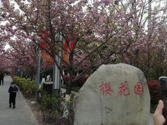 -高东镇樱花园