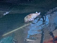 -蓝湾碧波·老字号·疍家非遗海上餐厅