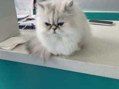 -博特宠物医院24h犬猫全科.骨科·异宠