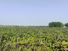 -汉长安城未央宫国家考古遗址公园