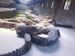 -泉州海丝野生动物世界