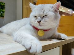 -藏猫猫咖啡主题馆(中央大道店)